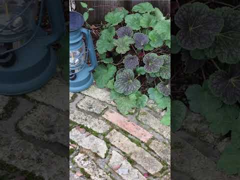 成長の早い常緑匍匐性グランドカバー カナダハナミズキ 赤い果実 サンシェード