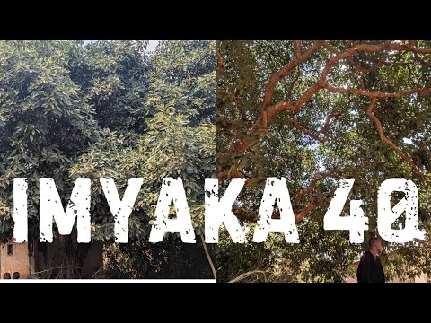 Iki Giti Cyinjiza  Miliyoni ku Mwaka | Avoca  20,000! 🥑🌳 