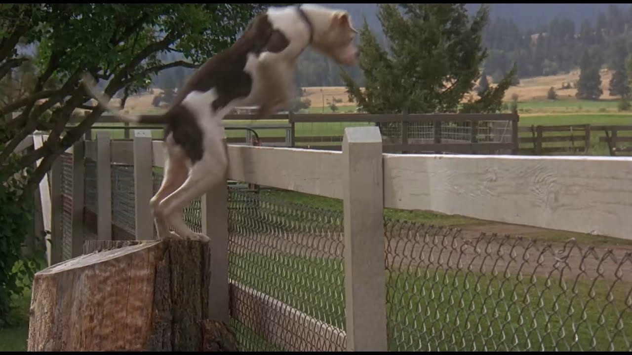 Miniature de la vidéo L'incroyable voyage - "Le monstre va me dévorer" du film L'Incroyable Voyage