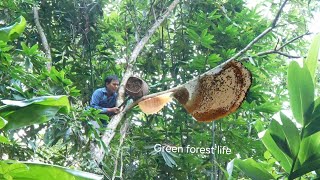 Robert catches bees for honey, collects eggs and visits Mai. Green forest life 