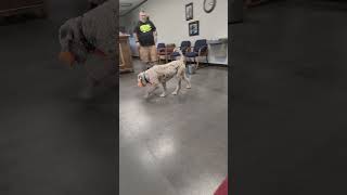 Video preview image #1 Labradoodle Puppy For Sale in Clinton, OK, USA