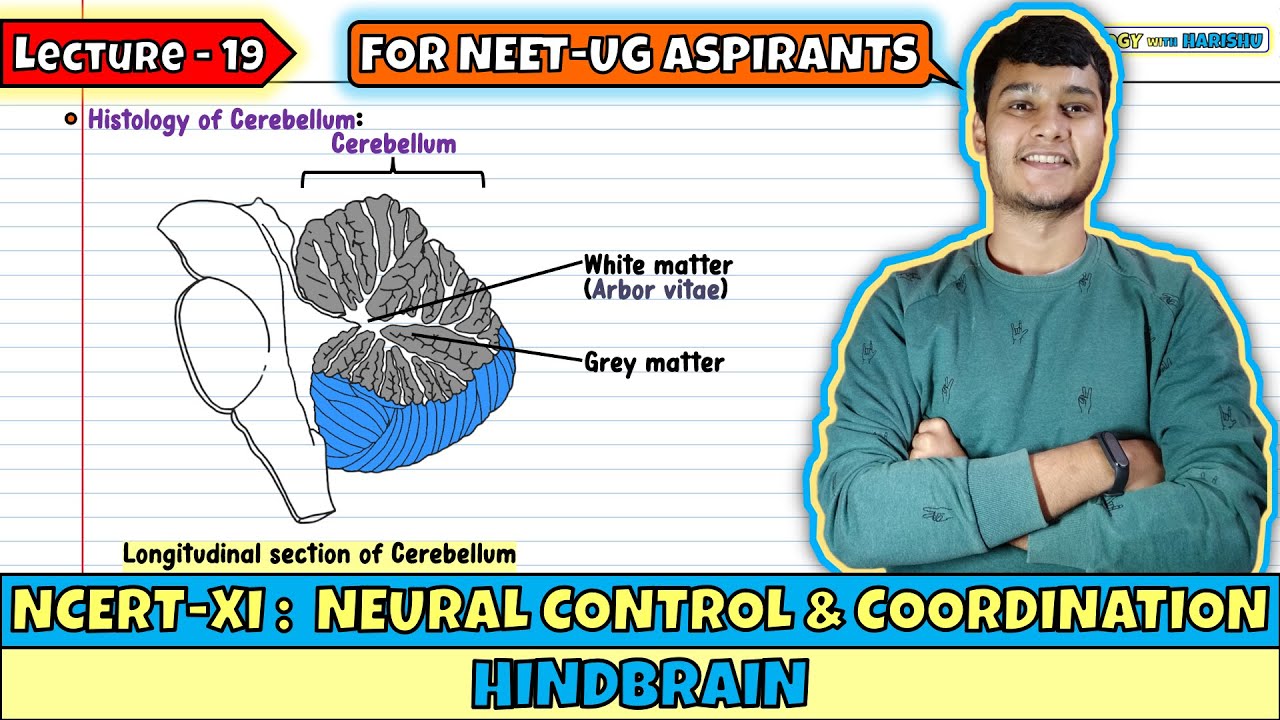 Lec 19- Hindbrain | Neural Control & Coordination | NEET | Class 11