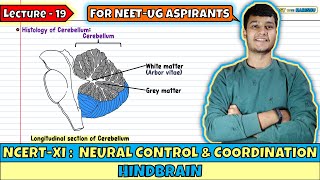 Lec 19- Hindbrain | Neural Control & Coordination | NEET | Class 11