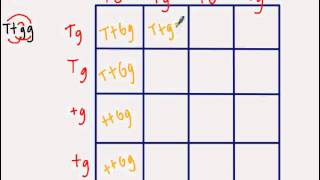 Dihybrid Punnett Square