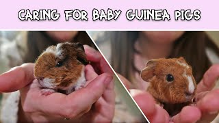 HOW TO CARE FOR BABY GUINEA PIGS