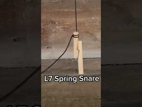 basic spring trap #survival #bushcraft #shorts