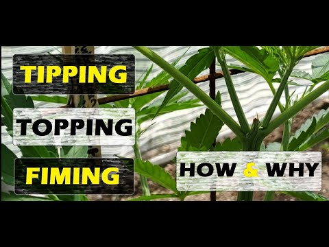 Topping Cannabis - How To Topping or FIMing Guide