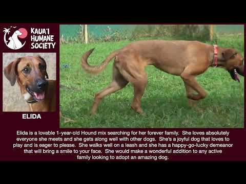 Adopt or Foster - KHS DOG ELIDA