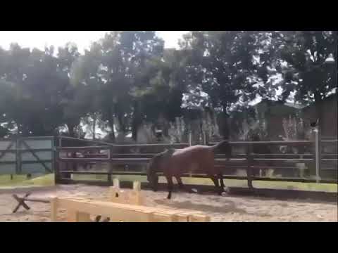 L.A Arezzo VDL 4yo Stallion