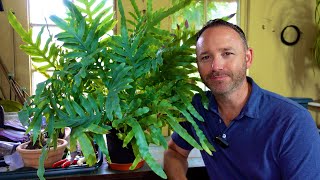 Massive Blue Star Fern Repot & Care Guide | This Wasn't Easy!