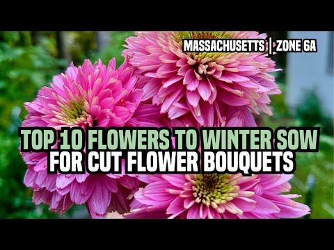 Top 10 Flowers to Winter Sow for Cut Flower Bouquets