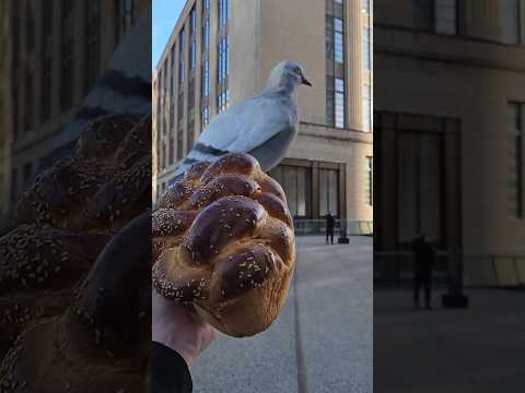 Biggest Bird in NYC 🕊