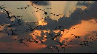 Motta & MJT - Birds Of Soul