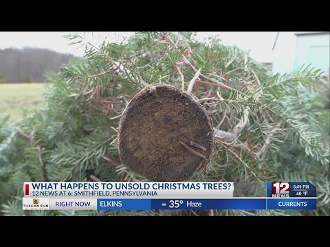 Part of a video titled What happens to unsold Christmas trees? - YouTube