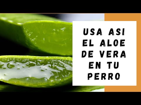 Beneficios de Usar ALOE VERA en tu PERRO!! 😲😲 Wow tienes que saberlo