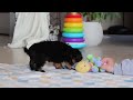 Morkie dogs for sale: Jazzie - Video 1
