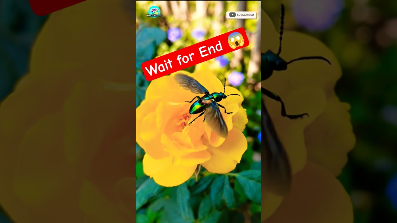 Chhota Sa Bug Aur Achanak Udaan 😱🦟 | Flying Insect Close Up #Shorts