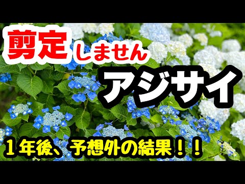 初期の花芽は剪定したほうがよいでしょうか？はい、いいえ!  庭園