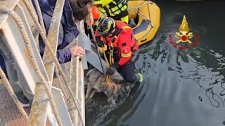 Salvataggio di un lupo incastrato nel pilone di un ponte