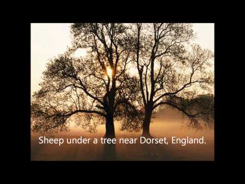 WESTEND NEWARK-LIL HOMIEZ