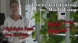 Tower Garden Highlight Reel May 18 - 29th See All The Growth In The Growroom #towergarden #garden