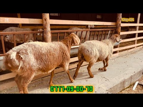 2 Бомба Кой Сатылат 🔥✅🙋🏻‍♂️🚚