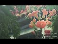 Mac Miller Stoned Slowed Reverb