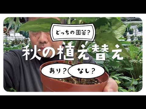 フィットニアの鉢植えの手入れは、虫が他の植物に広がるのを防ぎます