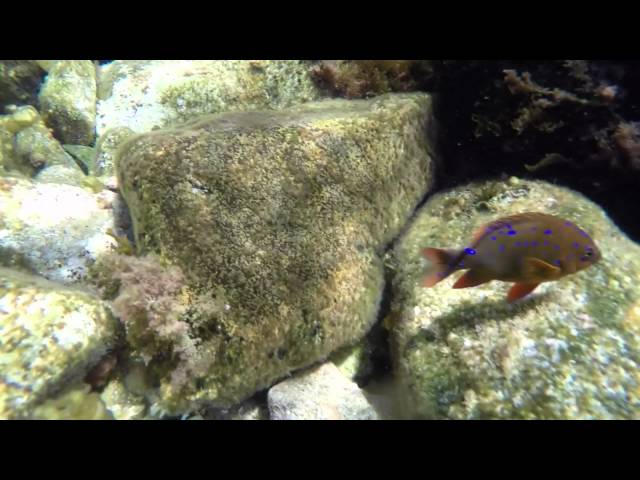 Catalina Island Snorkeling