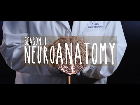 Neuroanatomy Season 3 (Teaser) #neurology #ubcmedicine