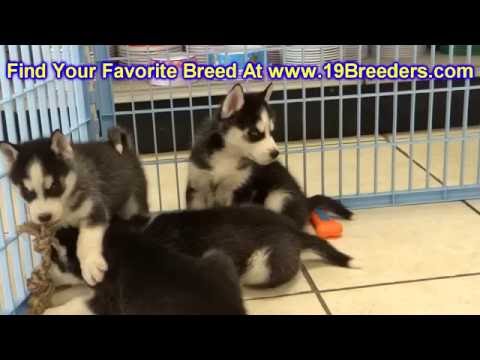download lagu mp3 mp4 Siberian Husky Puppies Florida, download lagu Siberian Husky Puppies Florida gratis, unduh video klip Siberian Husky Puppies Florida