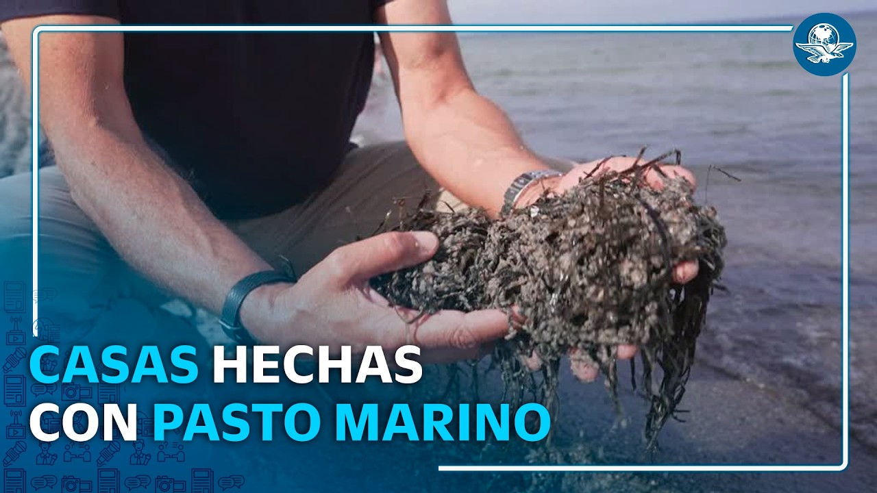 Así transforman el pasto marino en un material ecológico para construcción