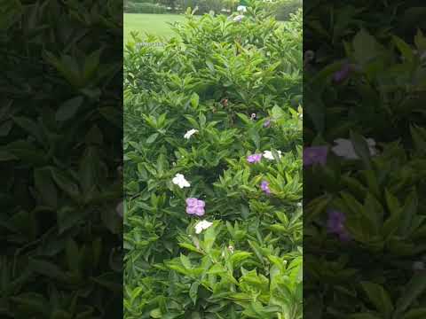 you are a flowers lover💐 #suraiya #flowers #shorts #suraiya's_world #trend