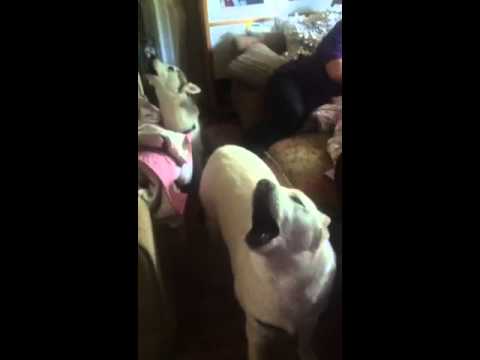 Two huskies singing call on me - Eric prydz