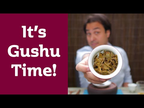 FRESH PUERH - Young Gushu 2021 Ancient Tree Tea
