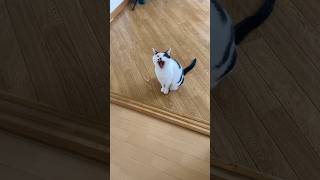 帰宅したら猫がいるってこんな感じ