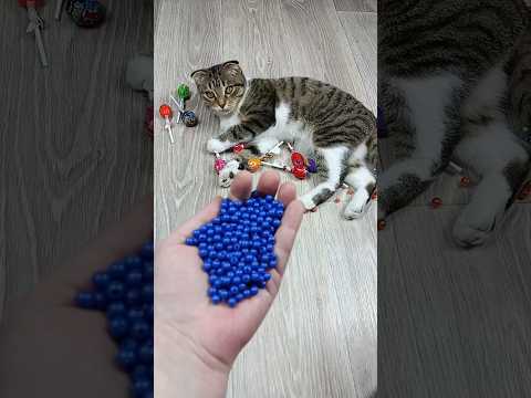 🐱🔵🔴 Reverse Video #asatisfyingvideofamily #reverse #asmr