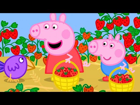 Peppa Pig Official Channel | Peppa Pig Goes to the Strawberry Farm