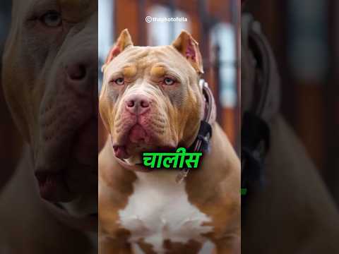 Pitbull Vs Dogo Argentino - Which is the Most Powerful Dog? #dogoargentino #pitbull #shorts