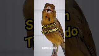 Download lagu KENARI JENIS SPANISH TIMBRADO FULL NGECORRR‼️ mp3