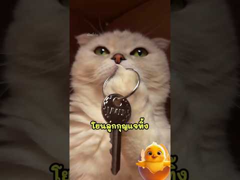 แมวคิดว่าจะโดนเธอจับอาบน้ำ รีบหนีเข้ากล่องล็อคกุญแจ