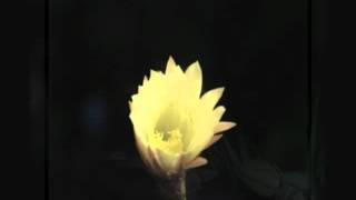 African Flower - Duke Ellington (arr Gino Zambelli)