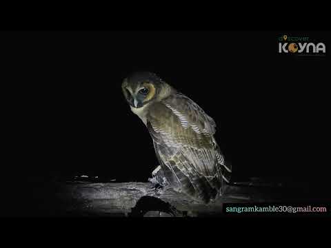 Brown Wood-Owl — Strix leptogrammica — hlas a video