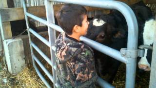 preview picture of video 'Marcus getting kissed by a cow'
