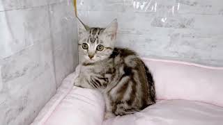 アメリカンショートヘアの動画01