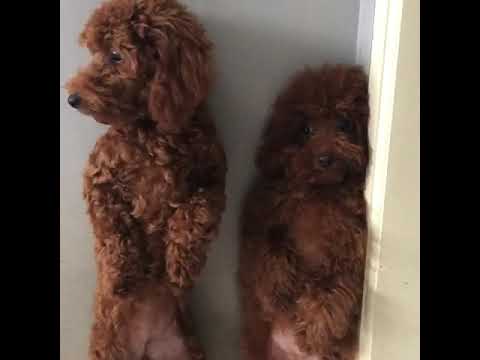 Funny dogs got scolded
