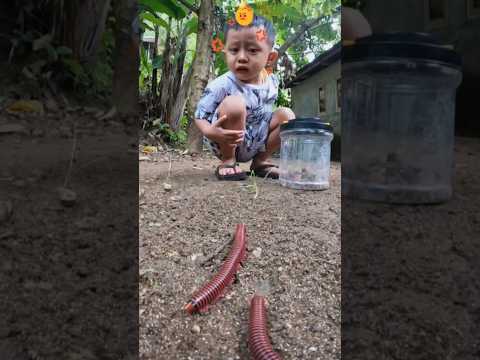 So scared of being chased by the millipede, this child ran and hid behind a tree #shorts #millipede
