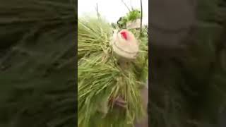 The People Of Jos #africa #culture #viralvideo