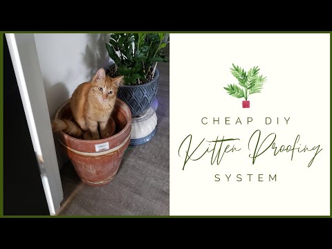 How to Keep Your Cats Out of Your Dirt! DIY Kitten-Proofing