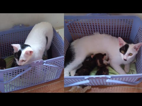 After Many Time Refuse, Finally Mother Cat Gave the Two Orphan Kittens Breastfeeding